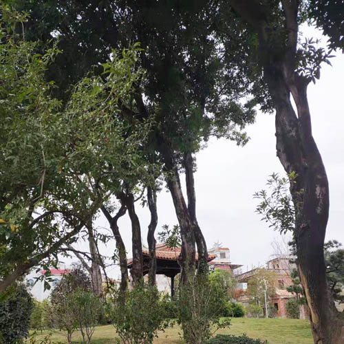 Dia da Árvore na China